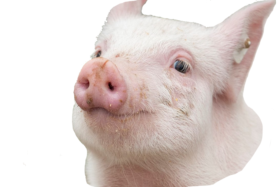 Haschenbroker Schwein auf weißem Hintergrund
